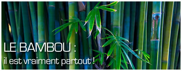 Le bambou: il est vraiment partout !